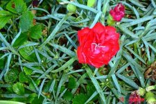 flower close up 1.jpg