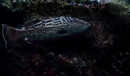 Frozen Grouper.jpg