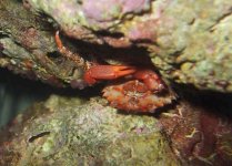redmithrixcrab-103-0397_img_860.jpg
