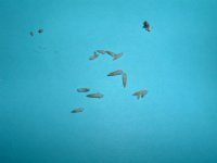 2005_0131_184207.JPG