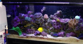 135 gal reef.jpg