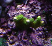 unknown sps.jpg