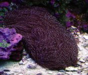 slipper coral.jpg