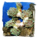 green hammer coral 050204.jpg