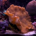 040429 d09238m measure yellow leather 640x.jpg