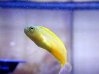 blenny1.jpg