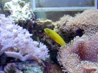 blenny.jpg