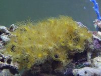Yellow Polyps.JPG