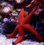 'slinky star'.jpg