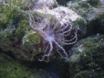 anemone.gif