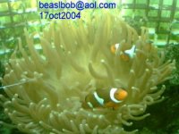 nemos5x37572dpi.jpg