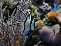 cardinalfish_bangaii.jpg