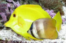 Fish.jpg
