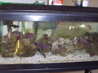 tank pics 005.jpg