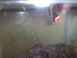 tank pics 006.jpg