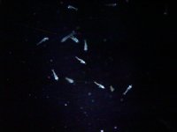 copepods2.jpg