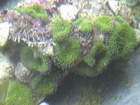 shroom 1.jpg
