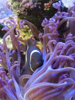 ClownInAnemone.jpg