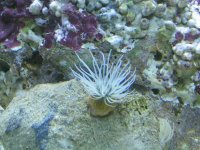 unknown anemone.jpg