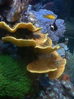 awturbinaria reinformis2.jpg