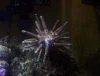 tank pics 018.jpg