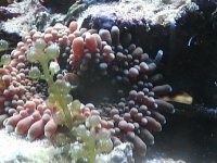 web_coral-5.jpg