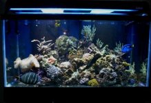 Full blurry tank.JPG