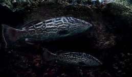 Spotted Black Grouper.jpg