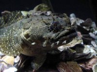 SpottedToad.jpg