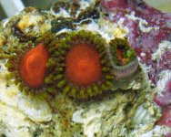 02272005zoas1.JPG