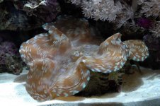 clam1.jpg