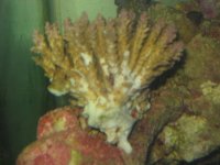 coral2.JPG