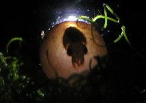 cuttleineggfial.jpg
