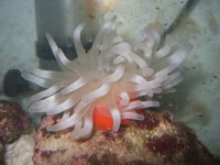 anemone1.jpg