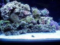20reef 029.jpg