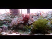 shroom tank.jpg