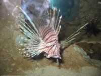 lionfish.jpg