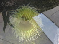 anenome tidalpool.jpg