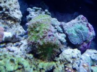 20reef 007.jpg