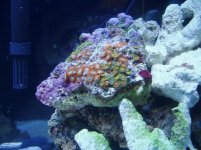 20reef 001.jpg