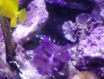 wConvict-goby.jpg