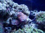20reef 014.jpg