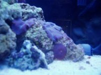 20reef 018.jpg