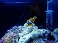 20reef 023.jpg