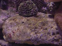 w6.--Front-top-rock-ii-7.7..jpg