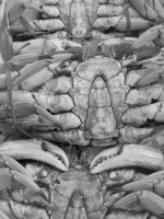 crab closeup.jpg