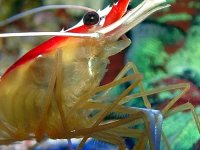 shrimp macro.jpg