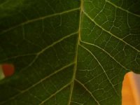 leaf.jpg
