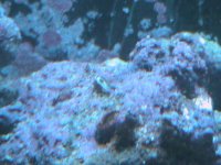clam_small.jpg