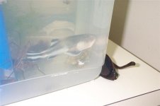 2004-05-26 - unknown fish - 006 (large) (medium).jpg